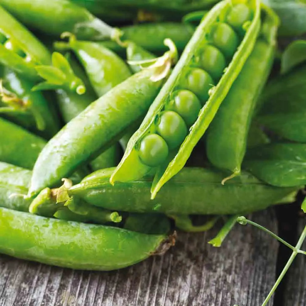 Graines de pois nain karina grain ridé à écosser bio – La Ferme de Sainte Marthe