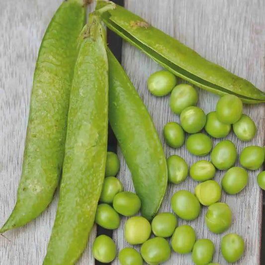Graines de pois nain merveille de kelvedon à grain ridé à écosser bio – La Ferme de Sainte Marthe
