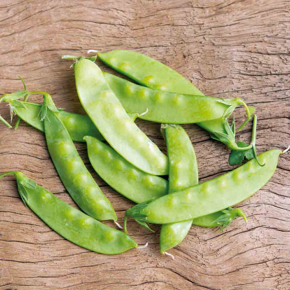 Graines de pois nain norli grain rond mangetout bio – La Ferme de Sainte Marthe