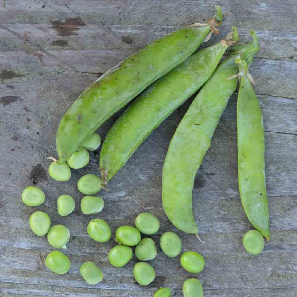 Graines de pois nain petit provençal grain rond à écosser bio – La Ferme de Sainte Marthe