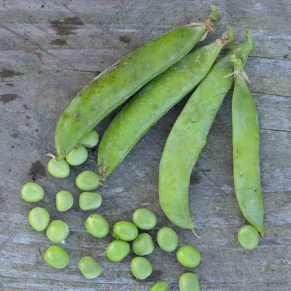Graines de pois nain petit provençal grain rond à écosser bio – La Ferme de Sainte Marthe