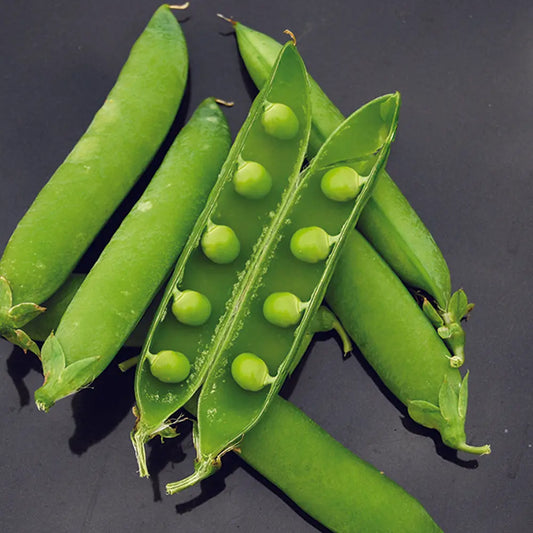 Graines de pois nain rondo grain ridé à écosser bio – La Ferme de Sainte Marthe