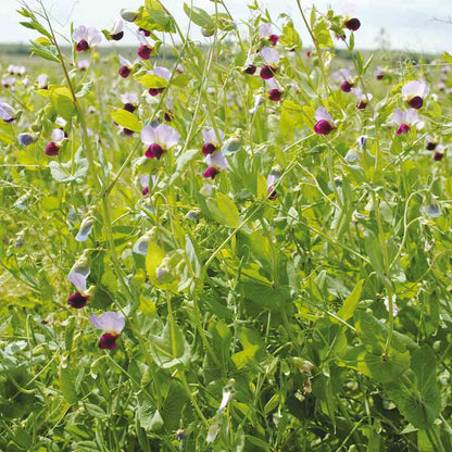 Graines de pois protéagineux bio – La Ferme de Sainte Marthe