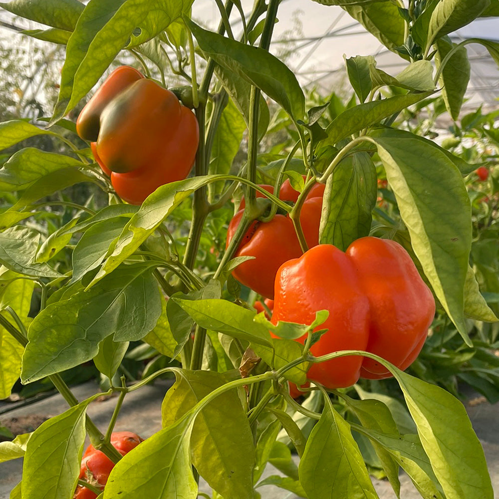 Graines de poivron california orange wonder bio – La Ferme de Sainte Marthe