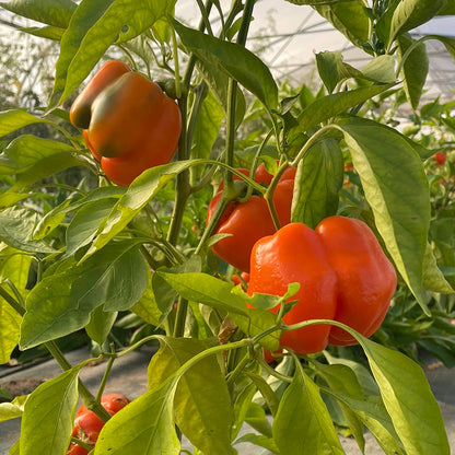 Graines de poivron california orange wonder bio – La Ferme de Sainte Marthe