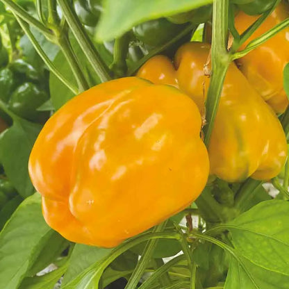 Graines de poivron carré d'asti jaune bio – La Ferme de Sainte Marthe