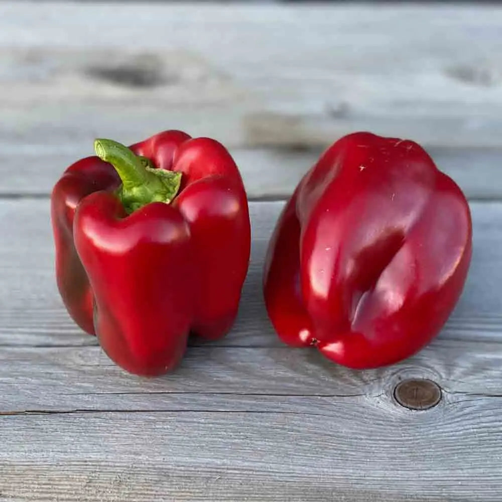 Graines de poivron carré d'asti rouge bio – La Ferme de Sainte Marthe