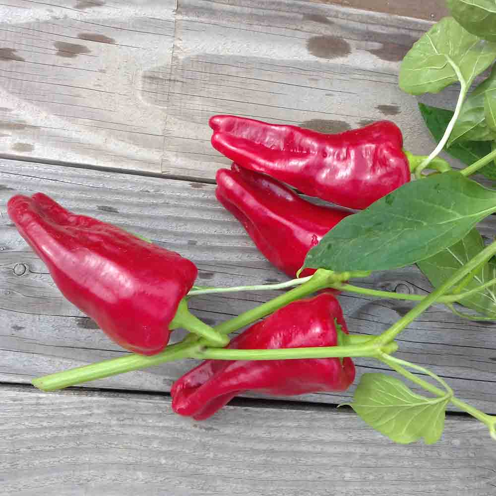 Graines de poivron cubanelle bio – La Ferme de Sainte Marthe