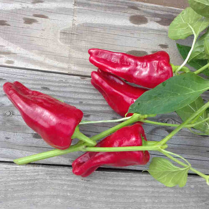 Graines de poivron cubanelle bio – La Ferme de Sainte Marthe