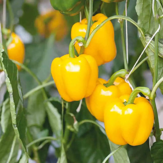 Graines de poivron cuneo jaune bio – La Ferme de Sainte Marthe