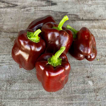Graines de poivron doux chocolat bio – La Ferme de Sainte Marthe