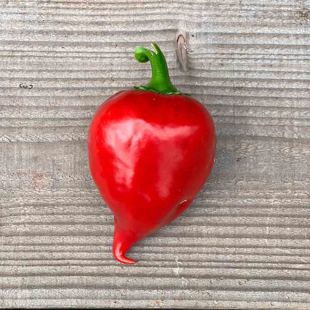 Graines de poivron lesia bio – La Ferme de Sainte Marthe