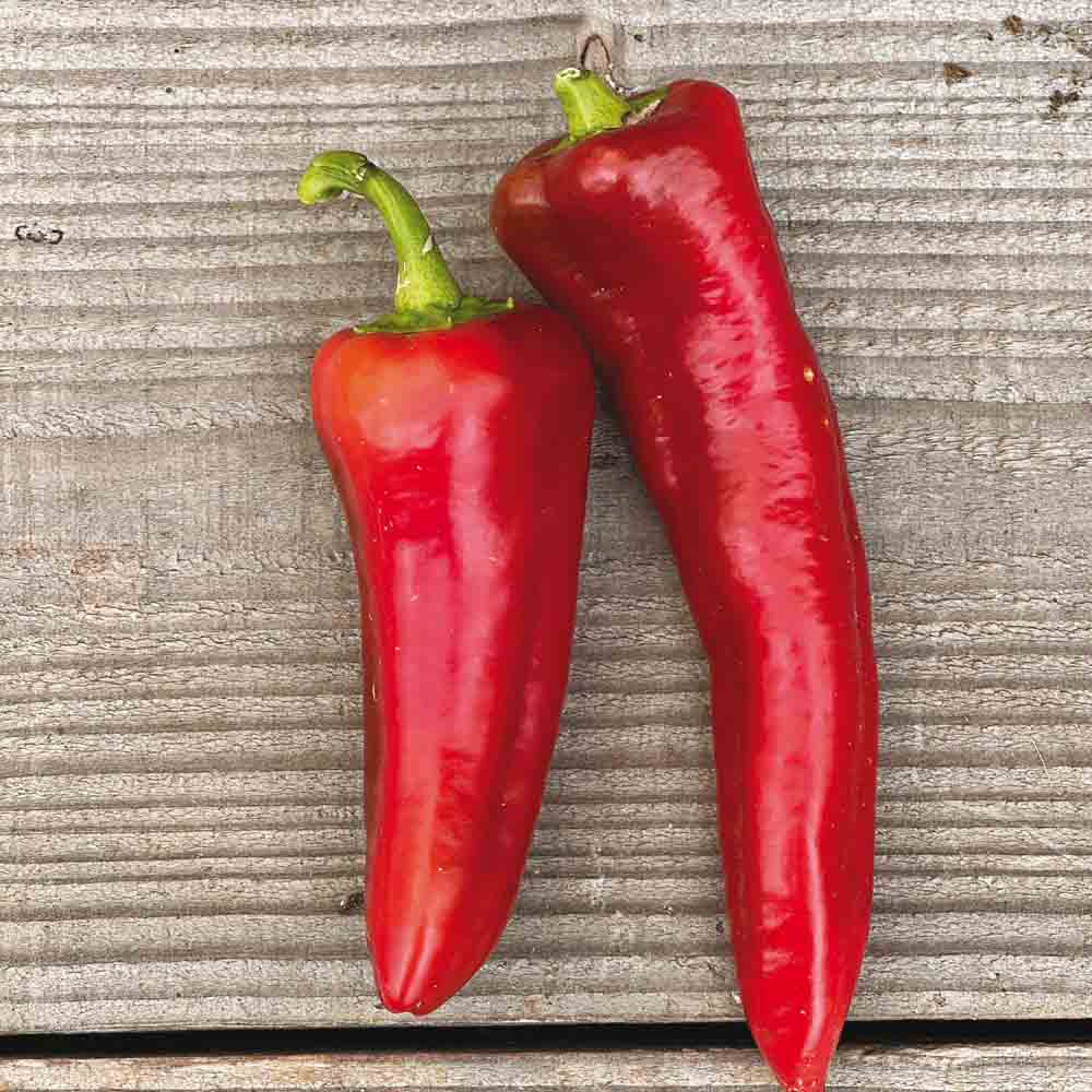 Graines de poivron marconi rosso bio – La Ferme de Sainte Marthe