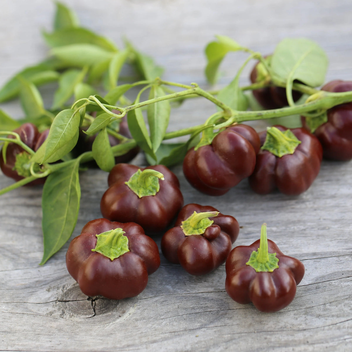 Graines de poivron mini chocolate bell bio – La Ferme de Sainte Marthe