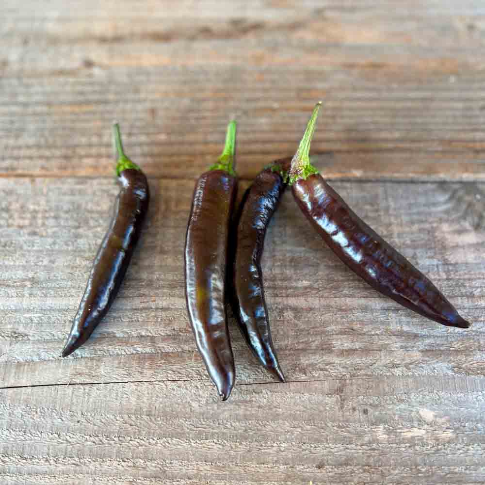 Graines de poivron murasaki purple bio – La Ferme de Sainte Marthe