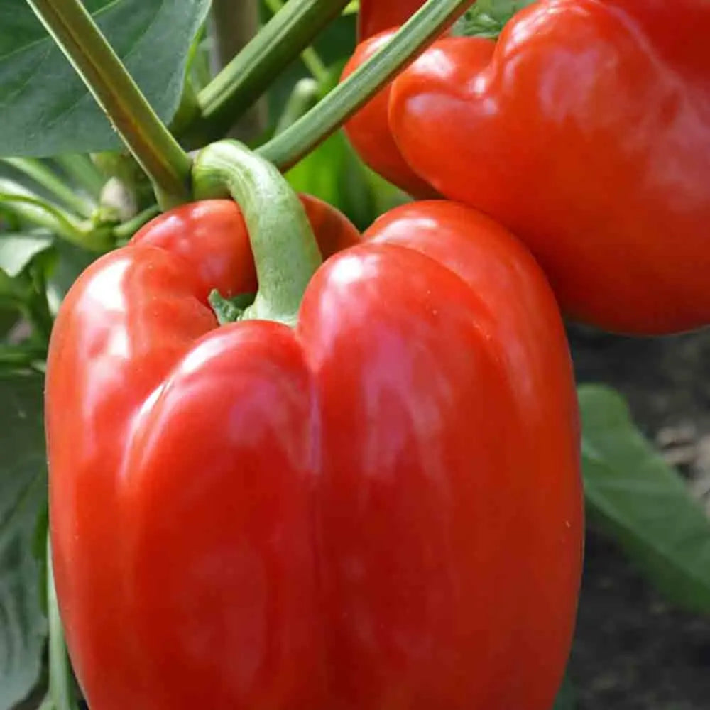 Graines de poivron robertina bio – La Ferme de Sainte Marthe