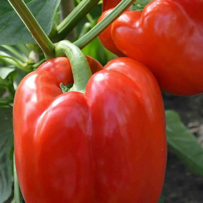 Graines de poivron robertina bio – La Ferme de Sainte Marthe