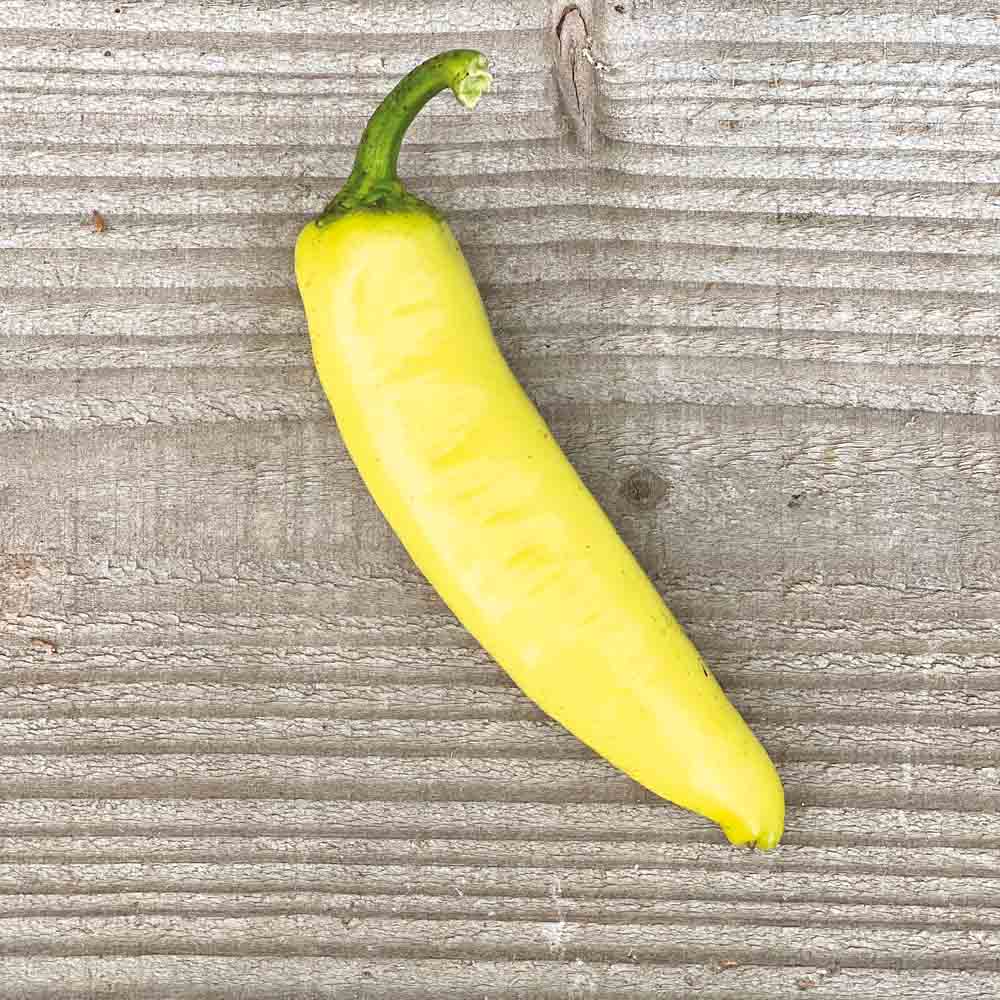 Graines de poivron sweet banana bio – La Ferme de Sainte Marthe