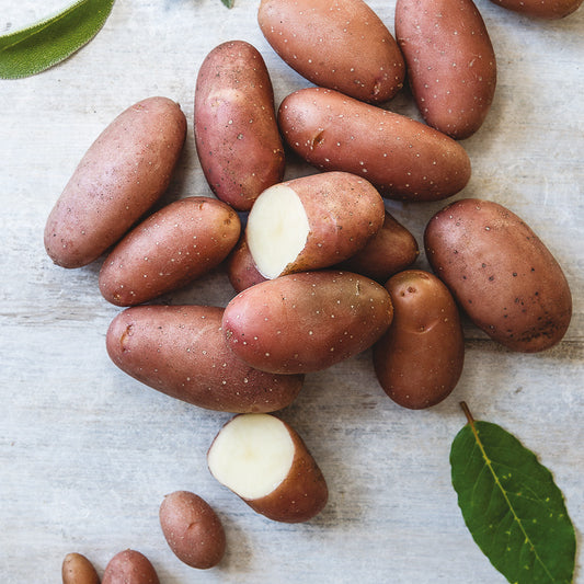 POMME DE TERRE ROSE DE FRANCE (ou Cirelle) NT 