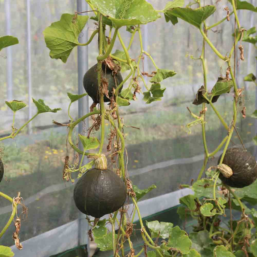 Graines de potiron anna swartz hubbard bio – La Ferme de Sainte Marthe