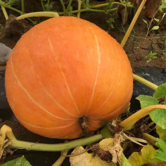 Graines de potiron atlantic giant bio – La Ferme de Sainte Marthe