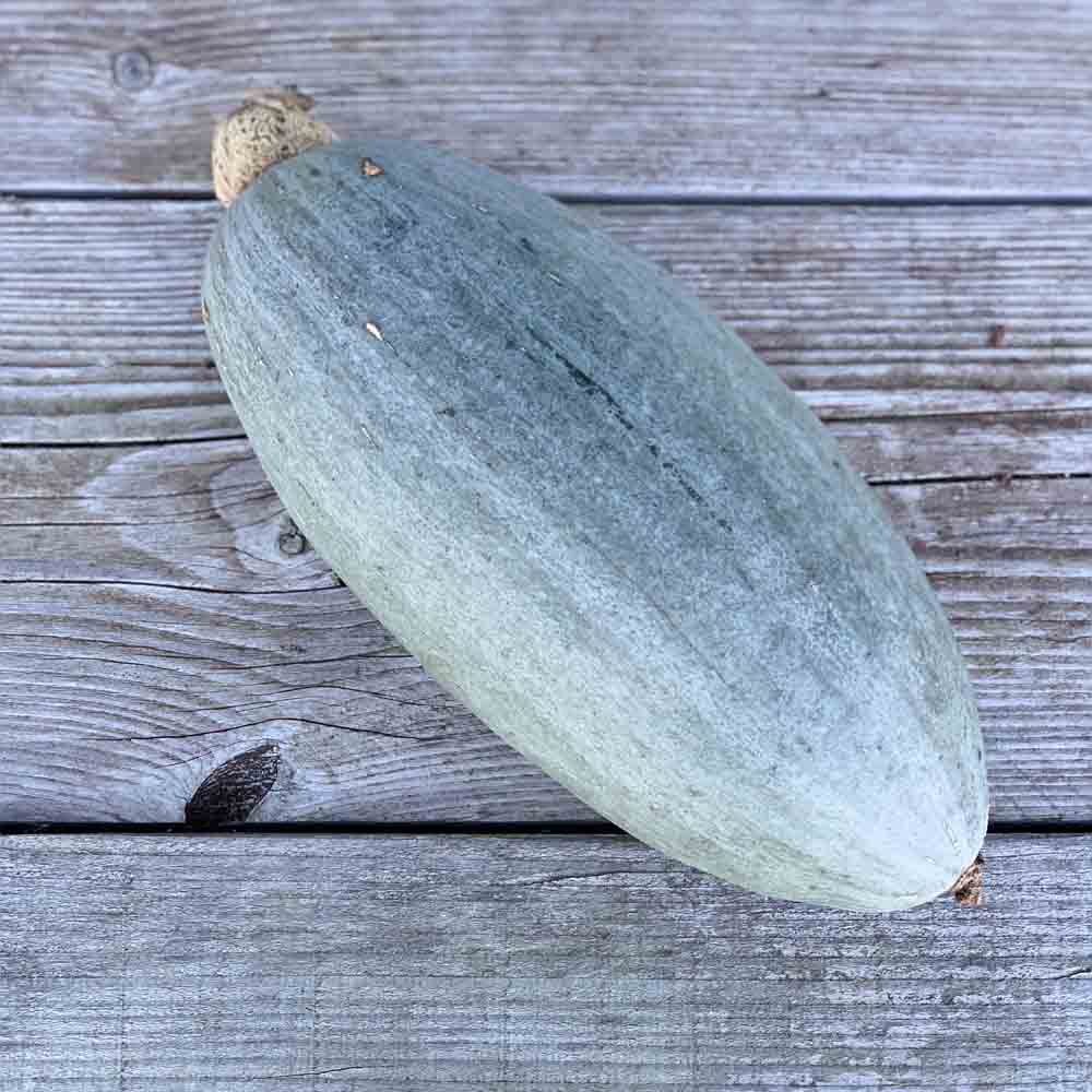 Graines de potiron banana blue bio – La Ferme de Sainte Marthe