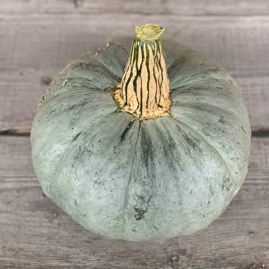 Graines de potiron berrettina piacentina bio – La Ferme de Sainte Marthe