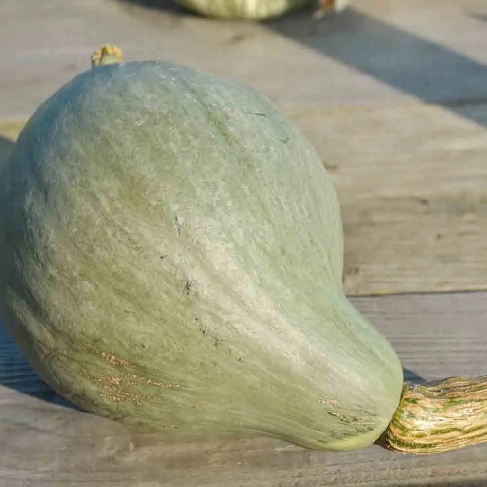 Graines de potiron blue ballet bio – La Ferme de Sainte Marthe