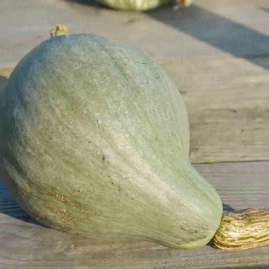 Graines de potiron blue ballet bio – La Ferme de Sainte Marthe