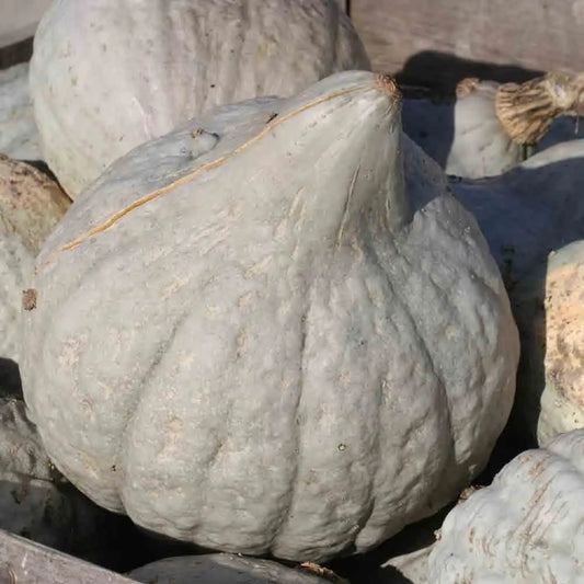 Graines de potiron blue hubbard bio – La Ferme de Sainte Marthe