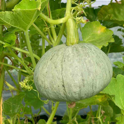 Graines de potiron blue kuri bio – La Ferme de Sainte Marthe