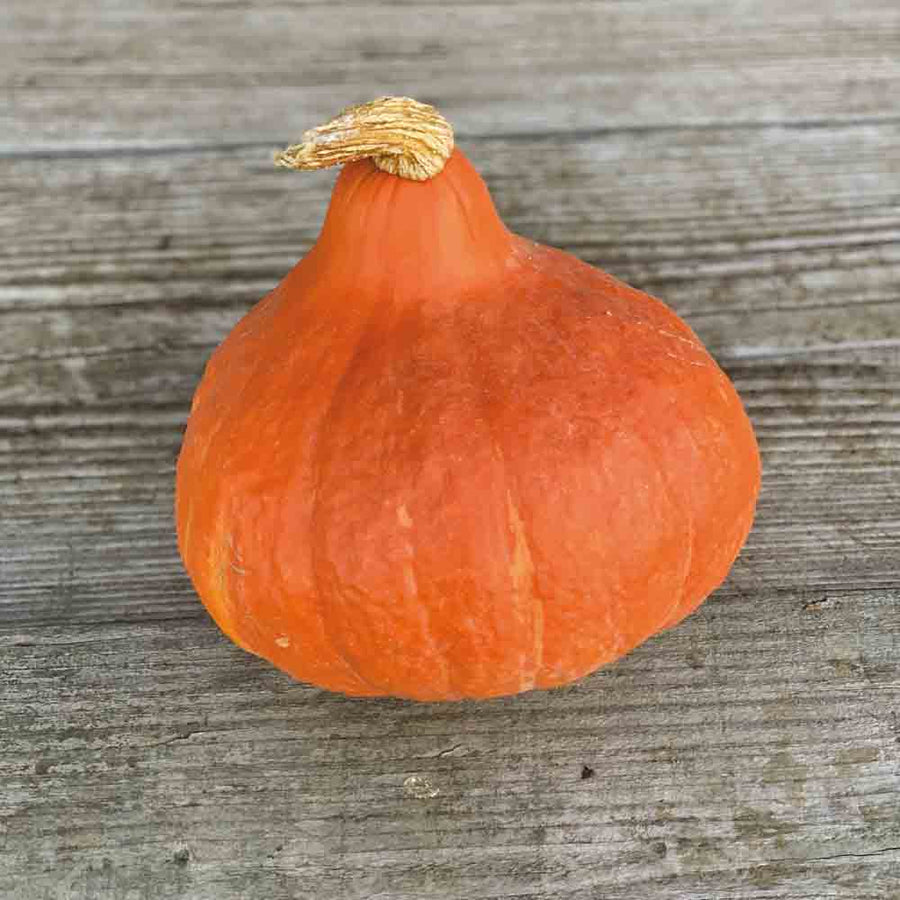 Potiron potimarron