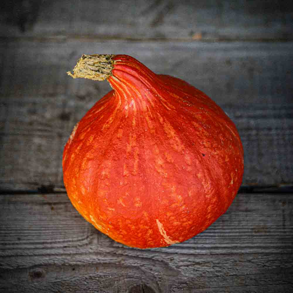 Graines de potiron potimarron uchiki kuri bio – La Ferme de Sainte Marthe