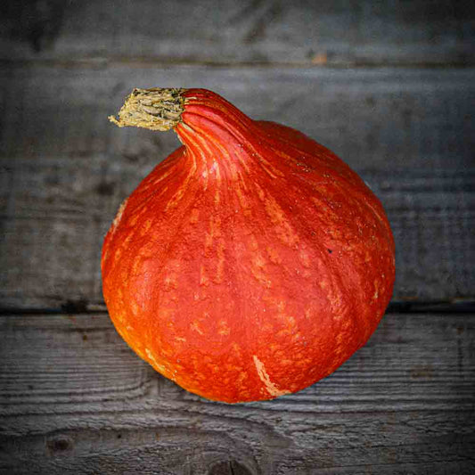 Graines de potiron potimarron uchiki kuri bio – La Ferme de Sainte Marthe