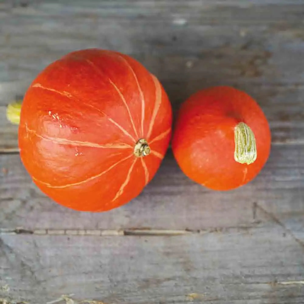 Graines de potiron red kuri bio – La Ferme de Sainte Marthe