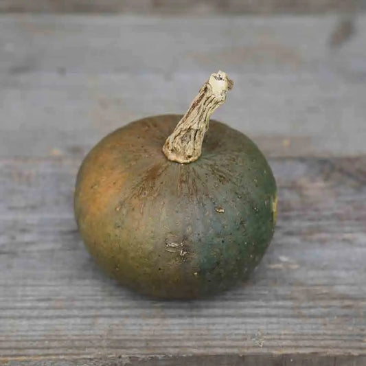 Graines de potiron vert olive bio – La Ferme de Sainte Marthe