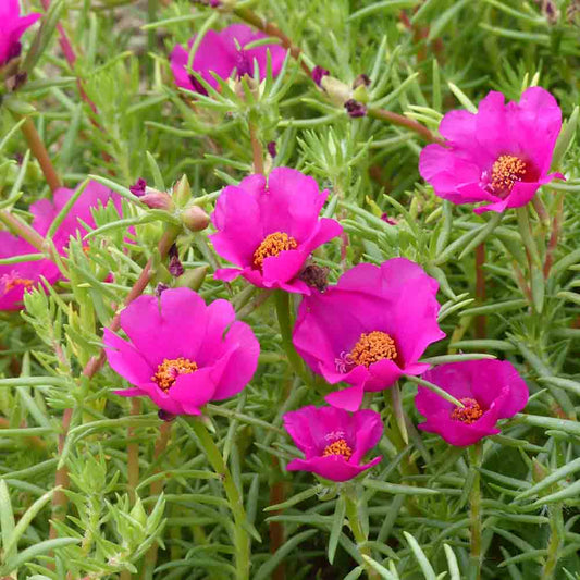 Graines de pourpier ruby bio – La Ferme de Sainte Marthe