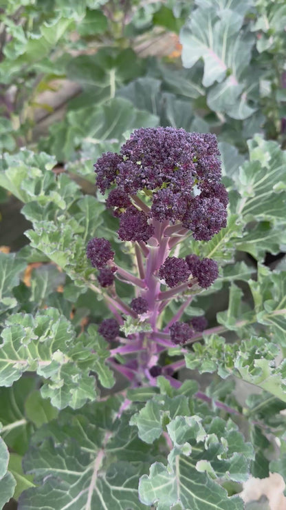 CHOU BROCOLI EARLY PURPLE SPROUTING AB