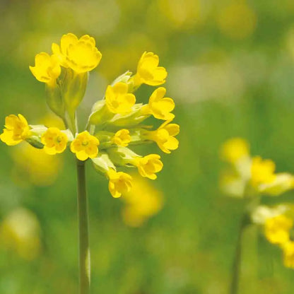 Graines de primevère officinale bio – La Ferme de Sainte Marthe