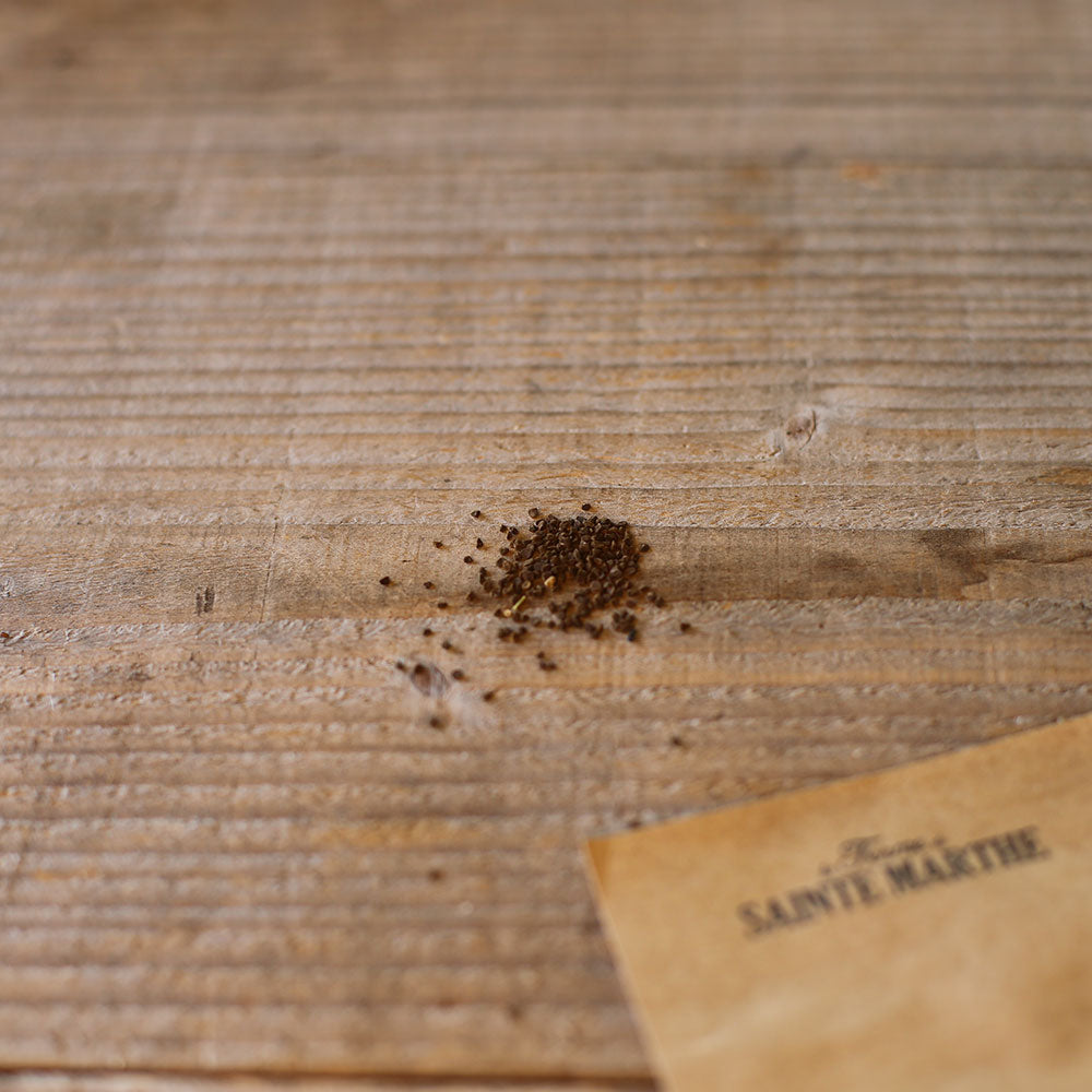 Graines de primevère officinale bio – La Ferme de Sainte Marthe