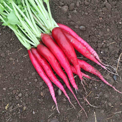 Graines de radis candela di fuoco bio – La Ferme de Sainte Marthe