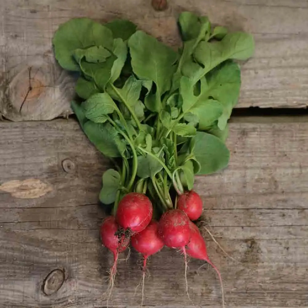 Graines de radis cherry belle bio – La Ferme de Sainte Marthe