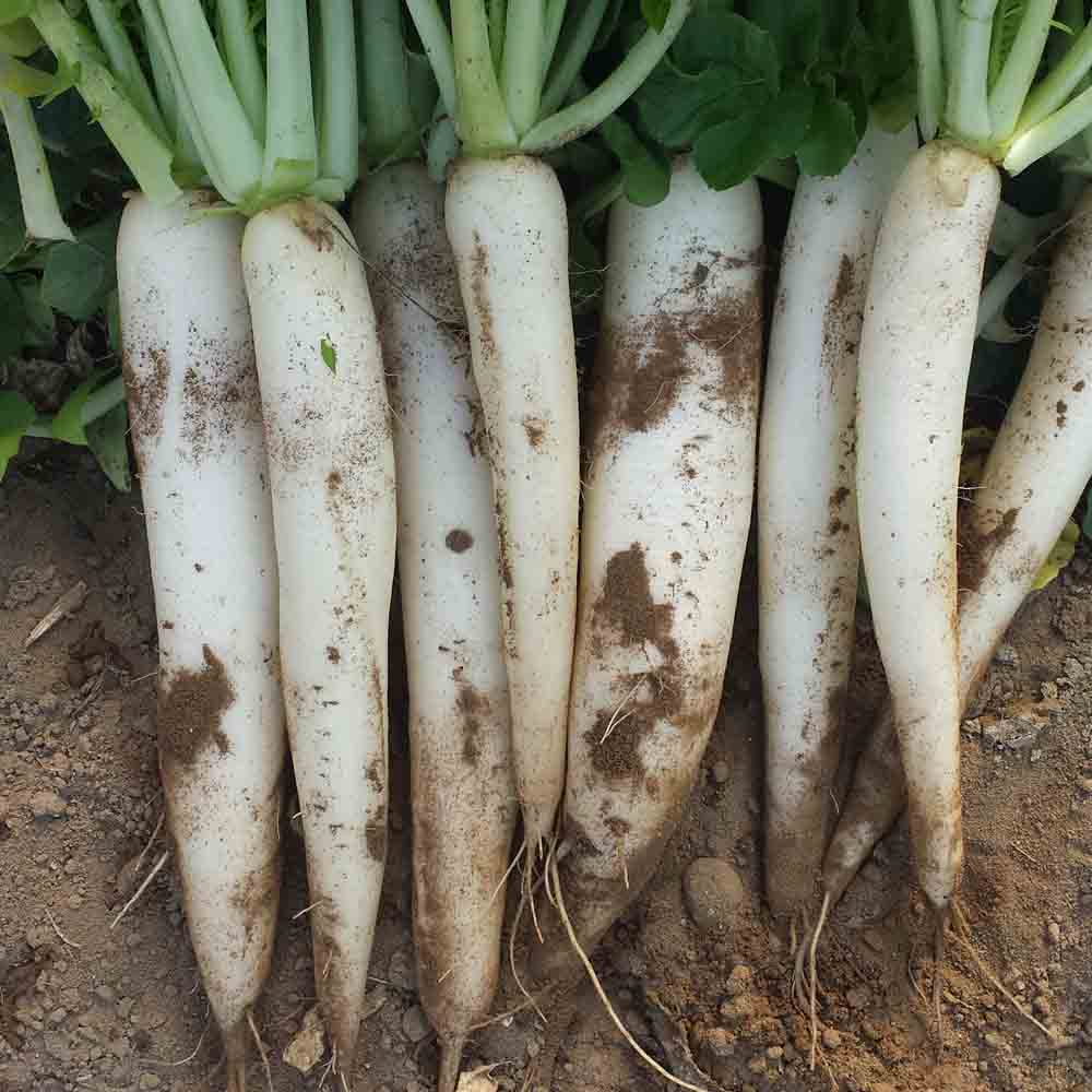 Graines de radis daikon lungo bianco bio – La Ferme de Sainte Marthe