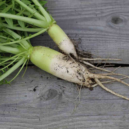 Graines de radis daikon mino early bio – La Ferme de Sainte Marthe