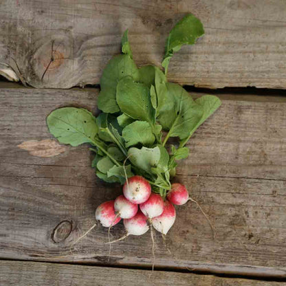 Graines de radis gaudry 2 bio – La Ferme de Sainte Marthe