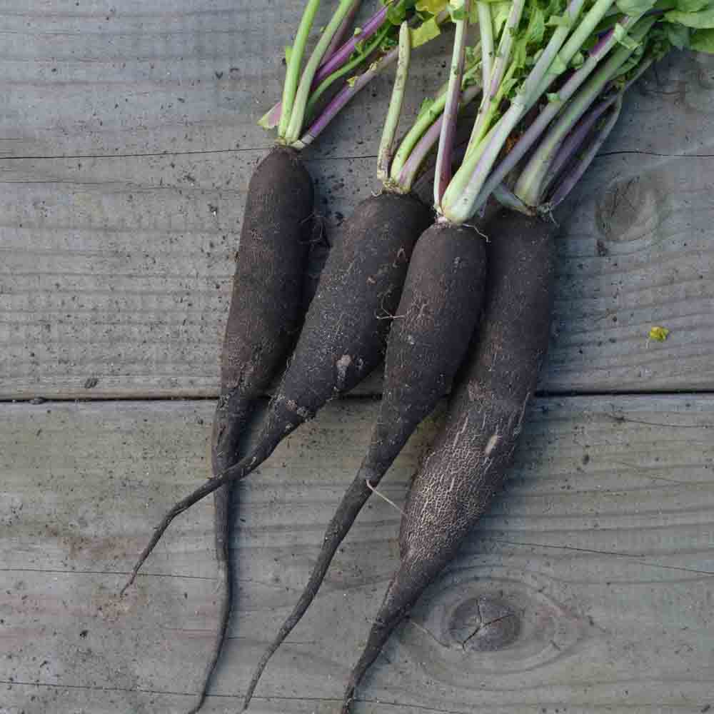 Graines de radis noir long maraîcher bio – La Ferme de Sainte Marthe