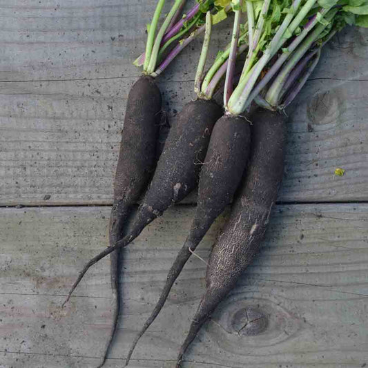 Graines de radis noir long maraîcher bio – La Ferme de Sainte Marthe