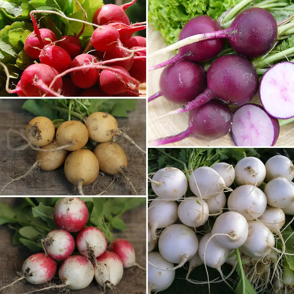 Graines de radis rond en mélange coloré (raxe gaudry 2 zlata malaga sniezca) – La Ferme de Sainte Marthe