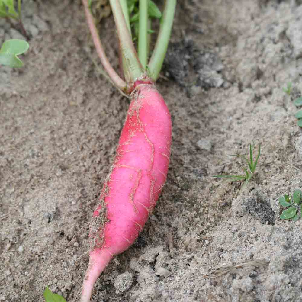Graines de radis rose d'hiver de chine bio – La Ferme de Sainte Marthe