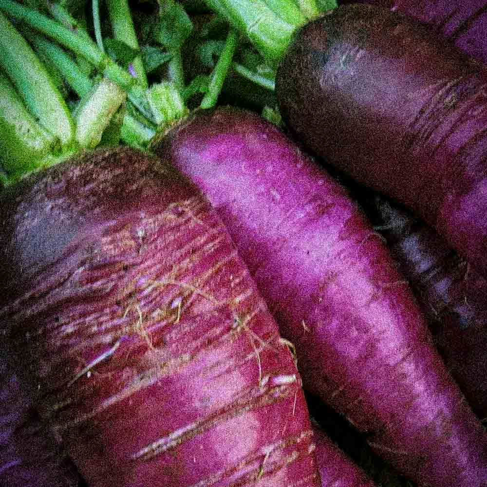 Graines de radis violet de gournay bio – La Ferme de Sainte Marthe